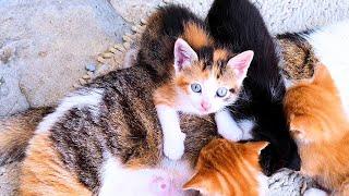 Kittens Fight For Mamas Milk 