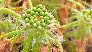 Pygmy sundew from gemmae