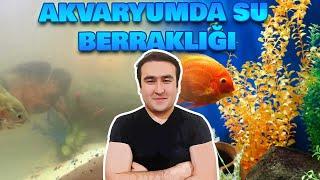 AKVARYUM SUYUNUN BERRAK OLMASI ŞAŞIRTICI Akvaryumda Berrak su için nelere yapmalıyız