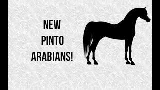 NEW Pinto Arabians REVIEW  Star Stable Online