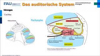 Neurophysiologie ─ Das auditorische System