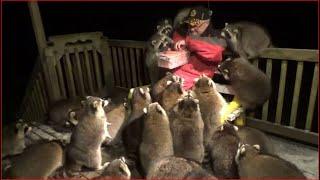 Mobbed by Raccoons  25   Tuesday Night 03 Nov 2020