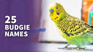 25 BEST Budgie Names Parakeet & Budgerigar