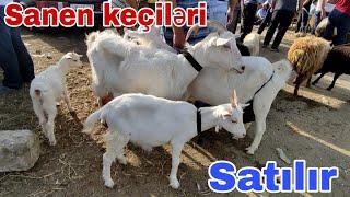 SANEN KEÇİLƏRİ SATIŞI #mubarizemintv #sanen #keçi #mastagaqoyunbazari #mastagamalbazari