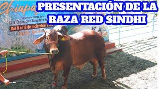 Presentación y características de la Raza red sindhi en Chiapas México ganado lechero y cárnico cows