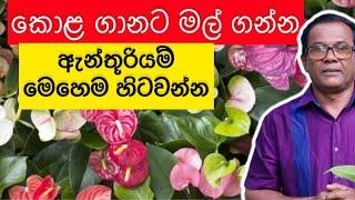 ගෙදර ඉදන් සල්ලි හොයන්න හොදම විදිය  Anthurium Wagawa  Ceylon Agri Episode 150