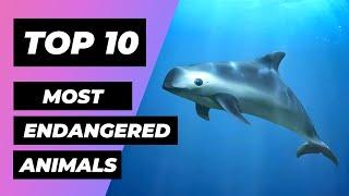 TOP 10 Most ENDANGERED Animals In The World  1 Minute Animals