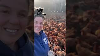 How We Raise About 4000 Chickens for Meat on Our Commercial Regenerative Farm Without Coops - Pt 2