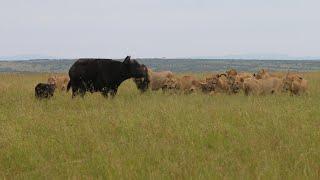 Lion pride vs buffalo herd protecting their calves part 1