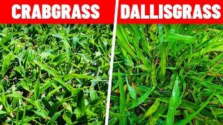 Identify Weeds Including Crabgrass Dallisgrass Foxtail Goosegrass and Carpetgrass