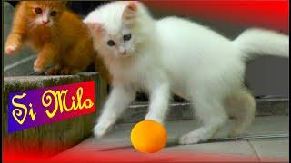 Si Milo kucing lucu main bola ping pong bersama saudaranya