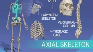 Anatomy and Physiology of Axial Skeleton