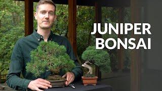 Juniper Bonsai tree care