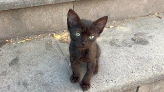 Little hungry kitten living on the street looking for food and treats