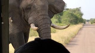 Bull Elephants Close Encounter With Safari Jeep