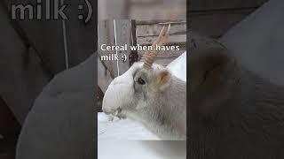 Saiga with Milk Vs Without