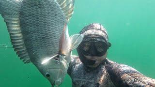 Akhirnya Ketemu Koordinat sarang ikan nila lobang yang sempat hilang. Spearfishing Danau Toba