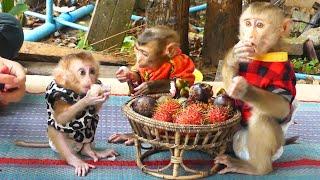 Impressive Jenna Gather Shusy & Pruno Eat Fruits Obediently Pruno Happy Join Eating With Two Sister