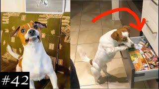 Jack Russell Terrier Compilation  Smiling & Stealing Treats