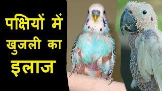 बारिश के इस मौसम में पक्षियों में खुजली की ये दवाईया दे  Birds Treatment  Dr Nagender Yadav
