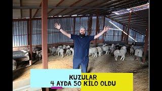 KUZULARDA MAKSİMUM KİLO Kasaplık Kuzu Besleme