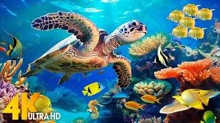 NEW 11HR Stunning 4K Underwater Footage  Rare & Colorful Sea Life Video-Relaxing Sleep Music #156