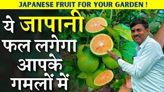 ये जापानी फल लगेगा आपके गमलों में  छोटे से पौधे में बड़े-बड़े फल  Unique Japanese Malta Fruit