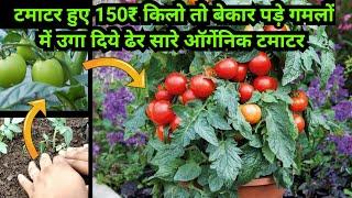 महंगे हुए टमाटर तो छत पर ही उगा डाले खेत जैसे टमाटर  How to grow lots of Tomatoes in containers