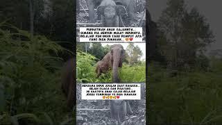 TERNYATA BAYI GAJAH BELAJAR SEMUA HAL DARI INDUKNYA lho..  #shorts #subscribe