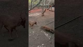 KOMODO MENYERANG RUSA BAMUN GAGAL #komodo #wildlife #animals #monitorlizard #ntt #labuanbajo