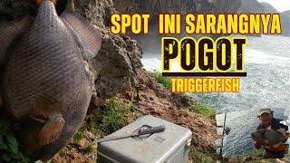 SPOT INI MEMANG SARANGNYA  IKAN POGOT BABON BABON  TRIGGERFISH