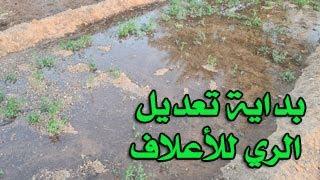 بداية تعديل الري للأعلاف