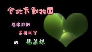 2021 毬藻絲 動物園裡唯一會動的圓球漂浮植物，總是群聚隨水流翻滾，一付纏綿悱惻長相厮守的模樣，引人注目｜像 圓仔 - 團團 圓圓 之綠色 圓寶 貝 熊貓版丨台北市動物園