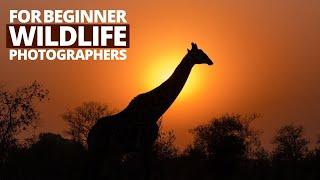 How To Take Amazing Wildlife Photos 10 Tips For Beginner Photographers