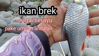 mancing ikan brek tehnik pelampung. umpan alami