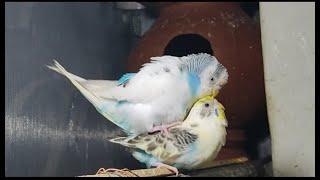 Budgies Mating call  Love Birds Mating video