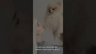 5 Heartwarming Pomeranian Dog Quotes ️