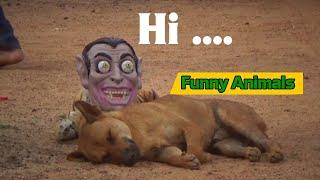 Prank Cat dogs so funny by Mask Trumpet cute funny animal 2021