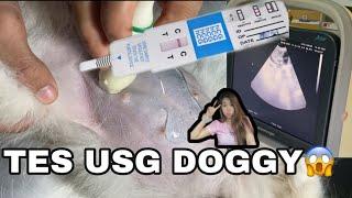 TEST PACK DAN USG DOGGY? BISA GAK SIH?