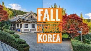 Fall in Busan South Korea - با من قدم بزن در پاییز شهر بوسان و یک آرامگاه زیبا