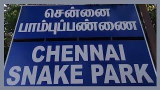 Chennai Snake park சென்னை பாம்புப்பண்ணை Chennai updates