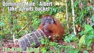 Dominant Male  Albert came to take fruits bucket @orangutanhouseboattour6258