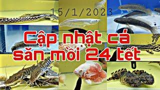 Cập nhật cá săn mồi mới nhất 24 tết.  @Cakieng.vn