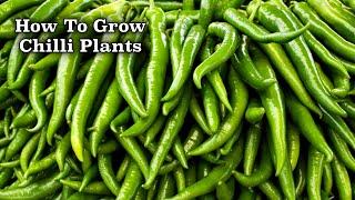 How to grow chilli from Seeds  मिर्ची के पौधे को बीज से कब और कैसे उगाये