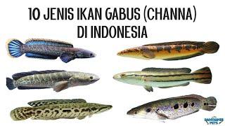 10 Jenis Ikan Gabus Channa Asli di Indonesia