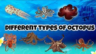 Octopus Facts and Pictures  Types of octopus for general knowledge  Famous Octopus Species