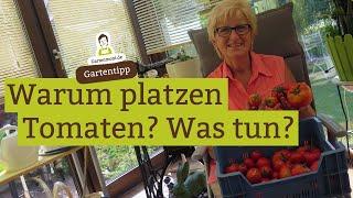 Warum platzen Tomaten? Was tun mit Tomaten die Risse haben?