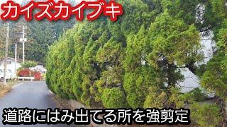 カイズカイブキの強剪定　道路にはみ出てる所を強剪定します