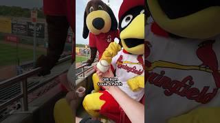 Checking out Springfield Cardinals premium tickets at Hammons Field ️