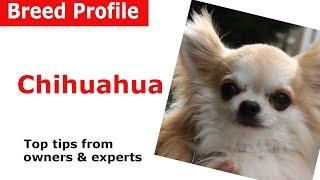 Chihuahua Dog Breed Advice